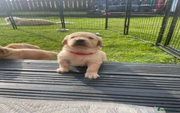 Golden Retriever dogs for sale: Golden retriever pups looking for forever homes  - Image 11