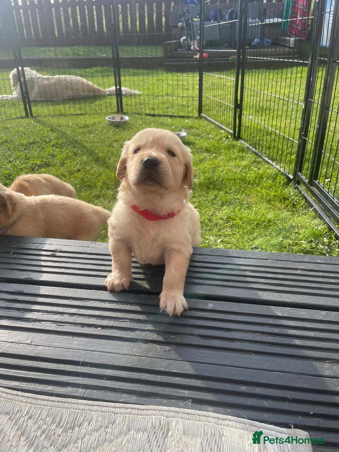 Golden Retriever dogs for sale: Golden retriever pups looking for forever homes  - Image 11