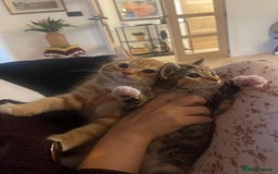 Domestic Shorthair cats for sale: Brother and sister are looking for a loving home - Image 3