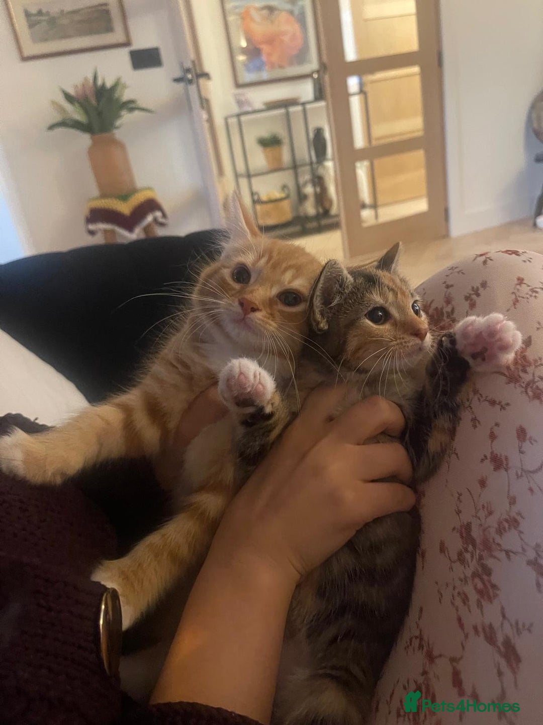 Domestic Shorthair cats for sale: Brother and sister are looking for a loving home - Image 3