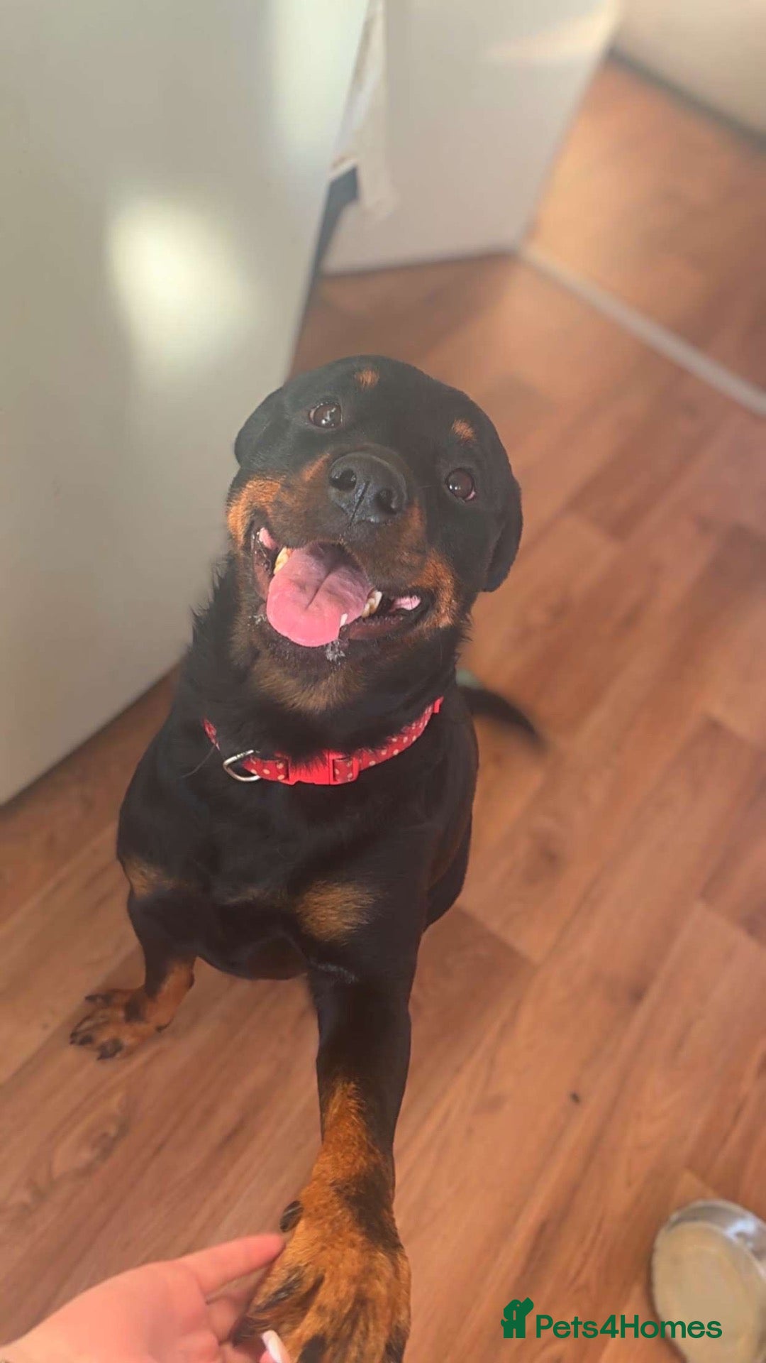 Rottweiler dogs 4 Year Old Rottweiler Looking for Her Forever Home - Advert 3