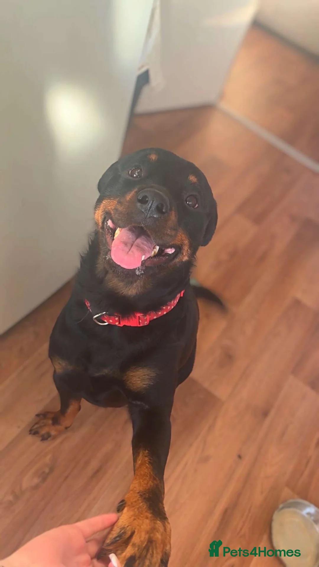 Rottweiler dogs for sale: 4 Year Old Rottweiler Looking for Her Forever Home in Birmingham - Advert 1