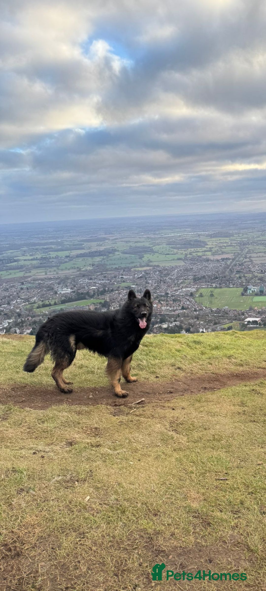 German Shepherd dogs for stud: Dark Sable German Shepherd - Image 4