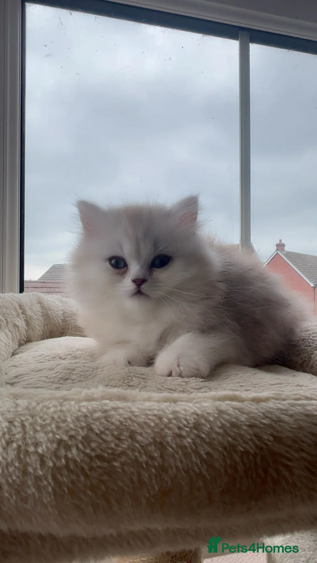 British Shorthair cats for sale: British shorthair kittens  - Advert 2