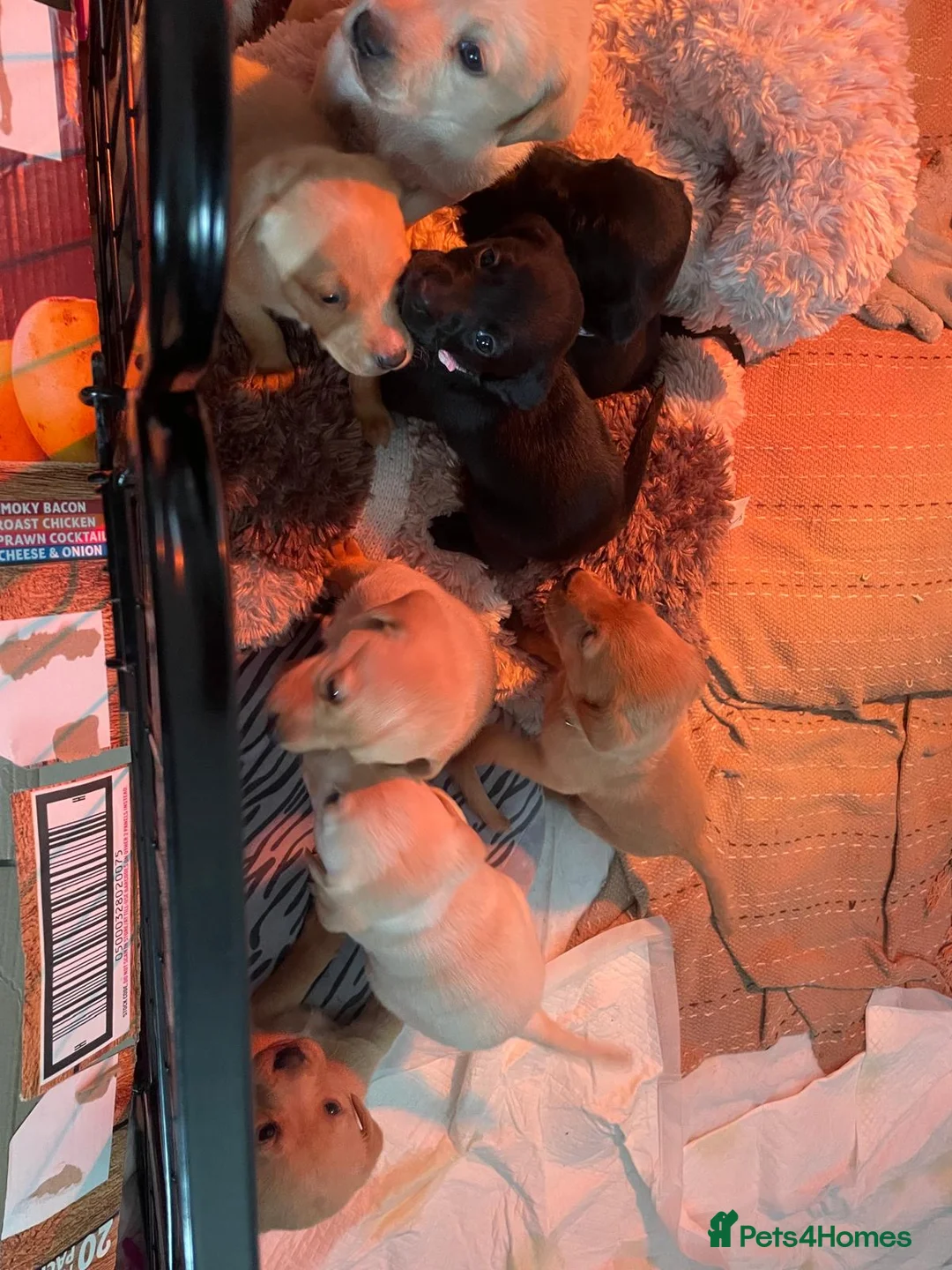 Labrador Retriever dogs for sale: 8 gorgeous Labrador puppies  - Advert 1