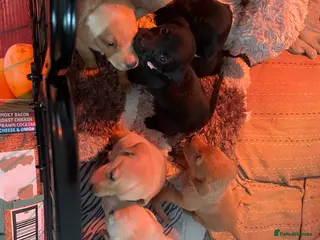 Labrador Retriever dogs 8 gorgeous Labrador puppies - Advert 4
