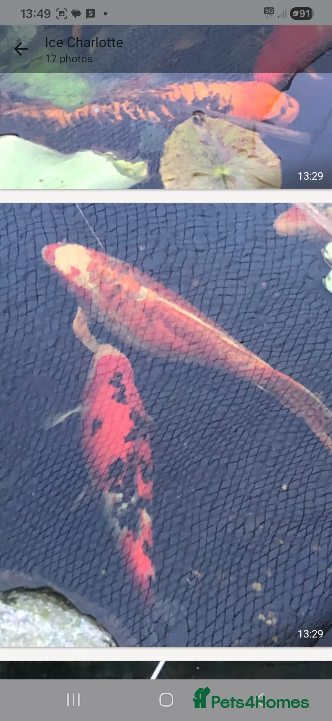 Koi Carp fish for sale: 20 Koi Carp with filter systems included. - Advert 10