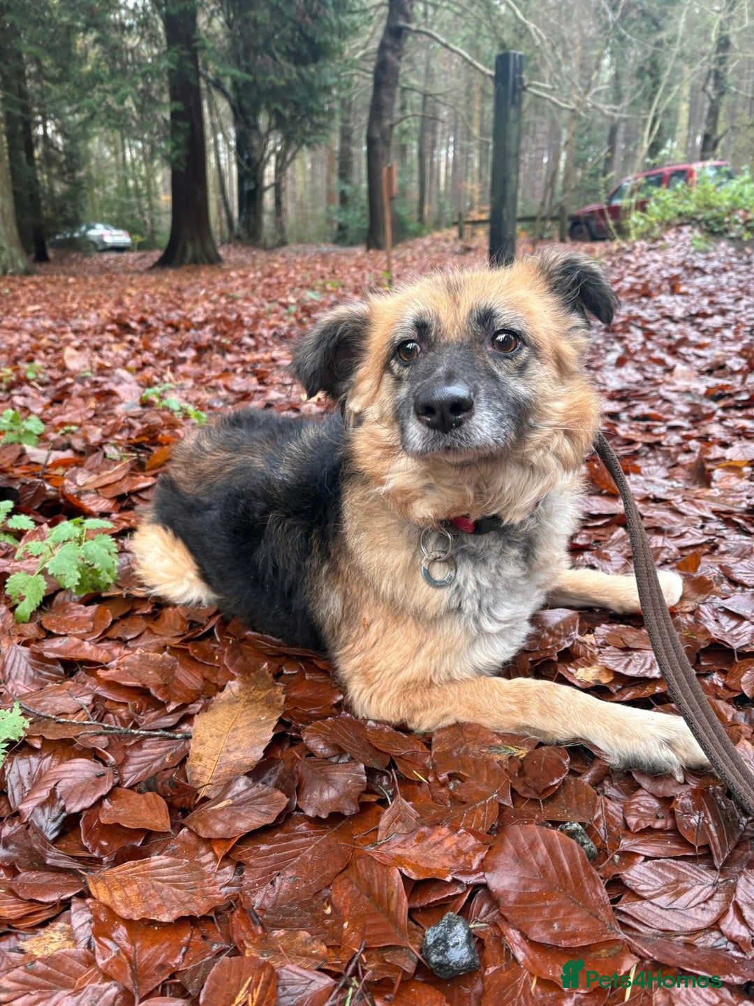 Mixed Breed dogs for adoption: Sian - Norwich Norfolk  - Advert 1