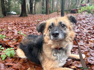 Mixed Breed dogs Sian - Norwich Norfolk - Advert 1