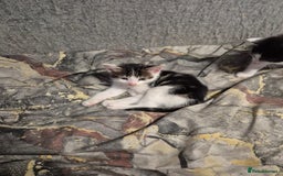 Mixed Breed cats for sale: Friendly kitten - Advert 15
