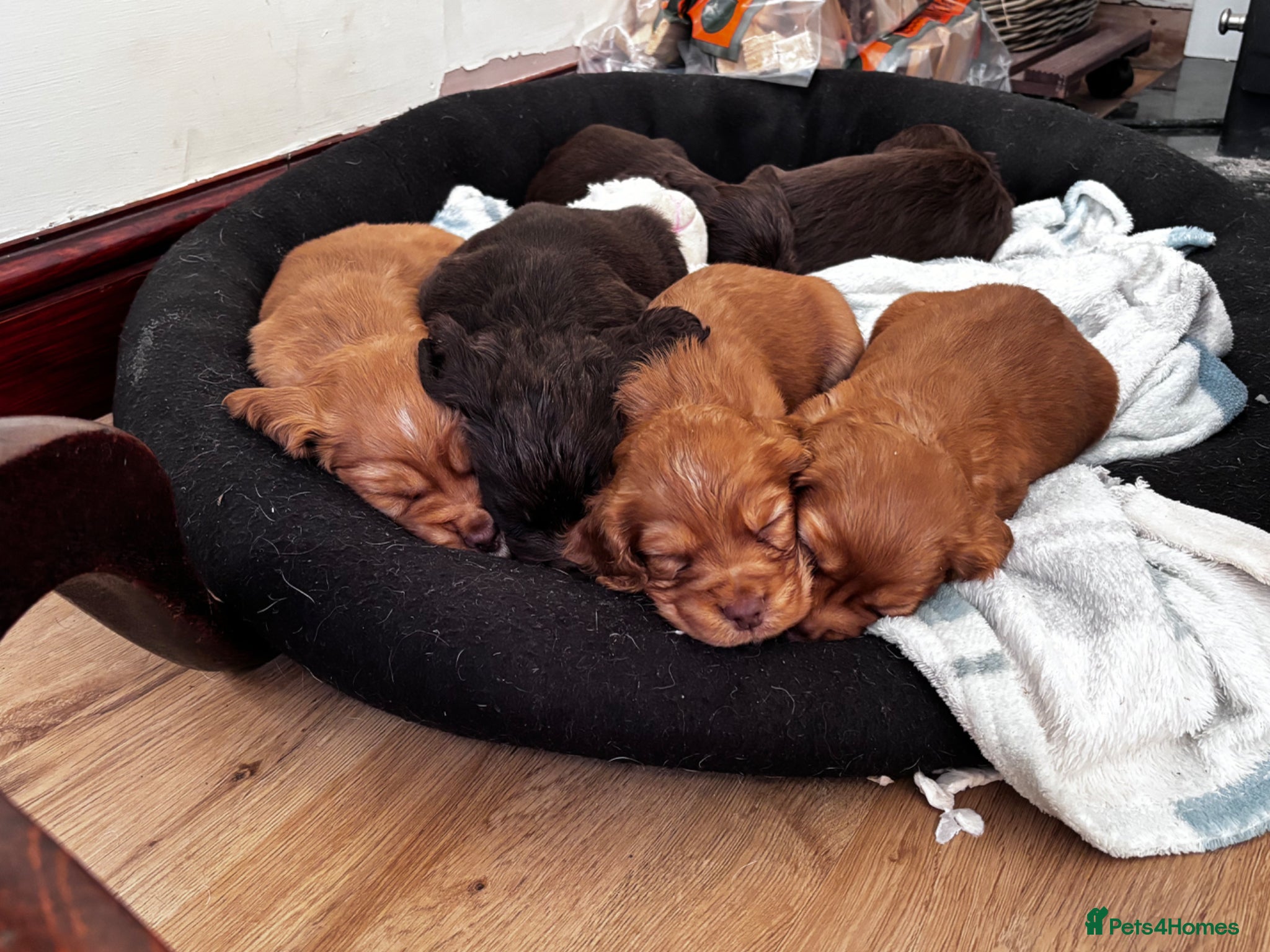 Cocker Spaniel dogs UPDATED - Beautiful Cocker Spaniel Puppies - Advert 18