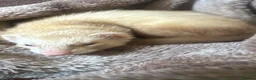 Ferret rodents for sale: female ferret (including cage) - Advert 3