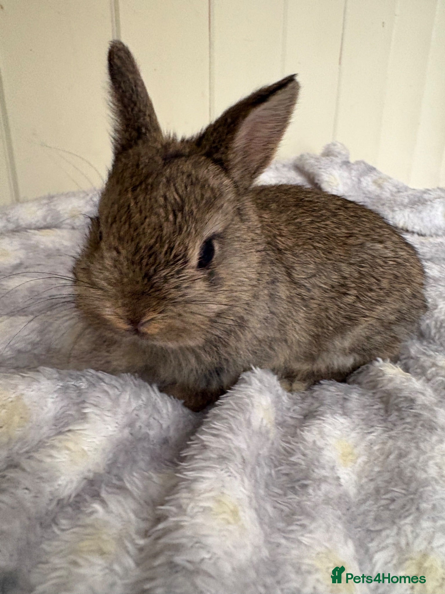 Mini Lop rabbits Mini lops-raised indoors-vaccinated  - Advert 2