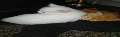 Turkish Angora 3