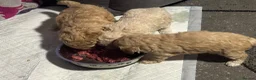 Toy Poodle dogs for sale: Toy Poodle puppy’s  - Advert 8