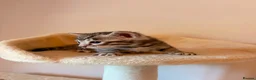 Bengal cats for sale: Tempest Bengala TICA registered kittens  - Advert 24