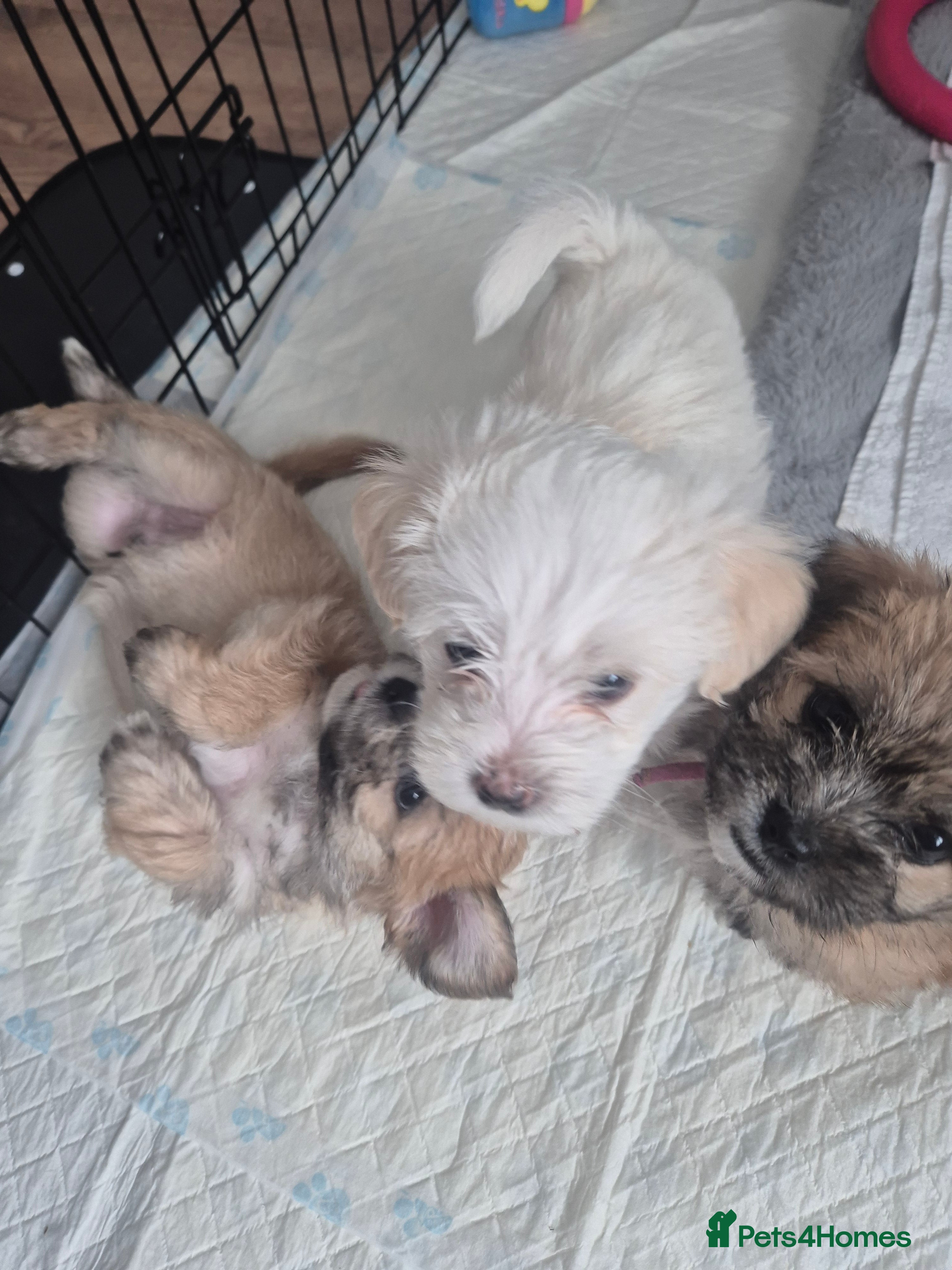 Mixed Breed dogs 3 beautiful Shorkie puppies available 21st July - Advert 2