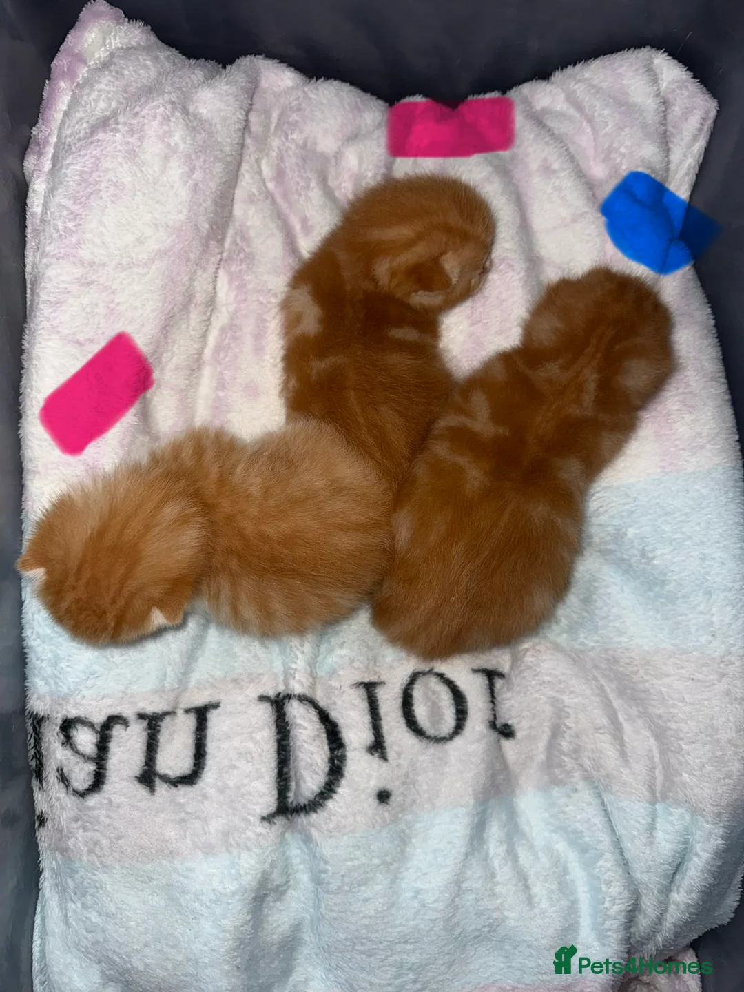 British Shorthair cats for sale: Beautiful ginger kittens  - Advert 2