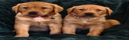 Labrador Retriever dogs for sale: ⭐⭐7 Beautiful Fox Red Labrador Pups Ready Soon!⭐⭐️ - Advert 9