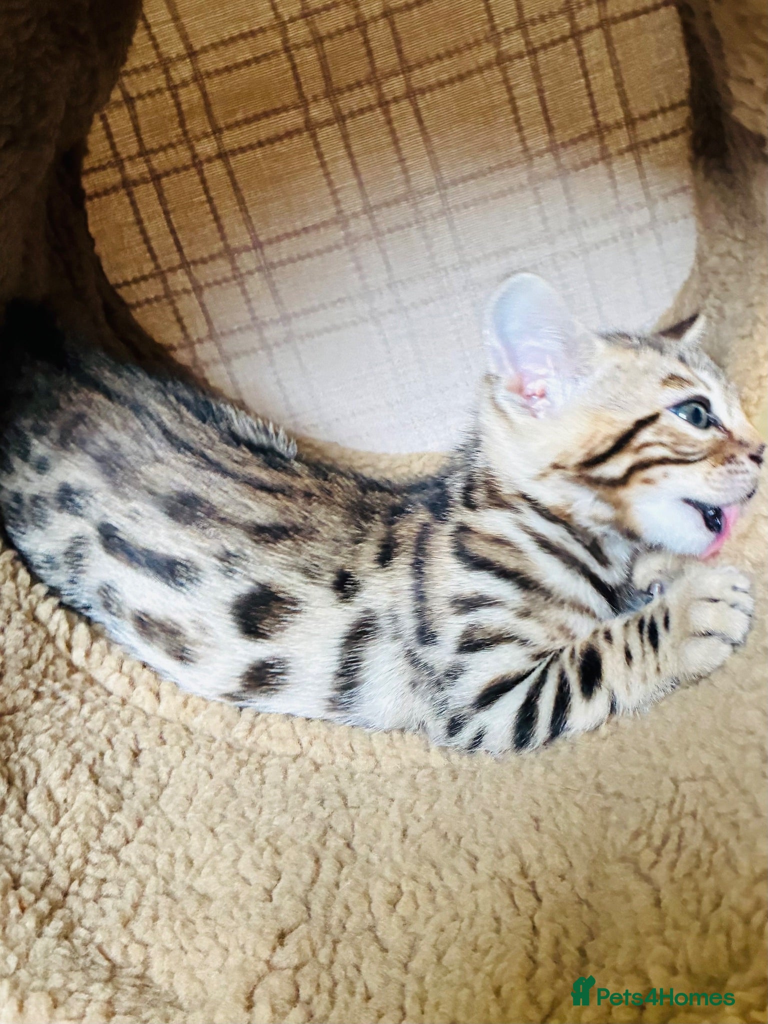 Bengal cats LAST ONE! Beautiful Bengal kittens .  - Advert 1