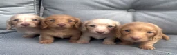 Miniature Dachshund dogs for sale: Chocolate based ee Cream/Red Longhaired Dachshunds - Advert 2