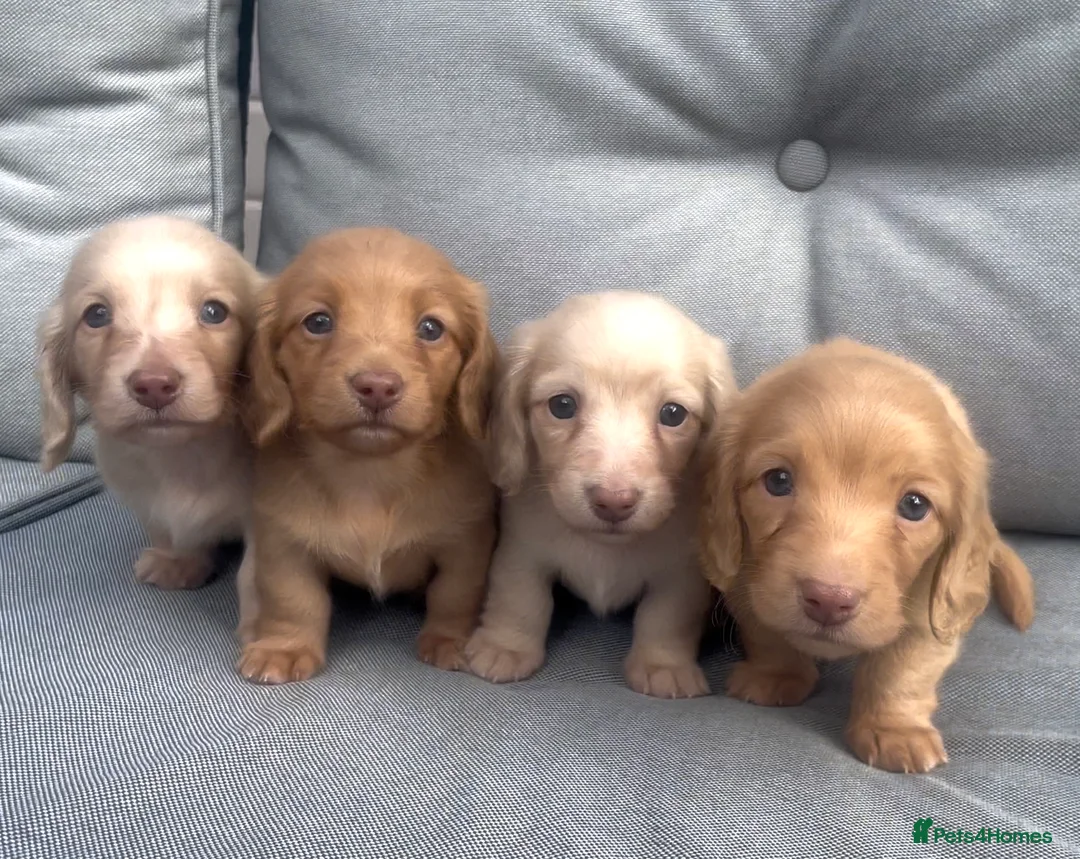 Miniature Dachshund dogs for sale: Chocolate based ee Cream/Red Longhaired Dachshunds - Advert 2