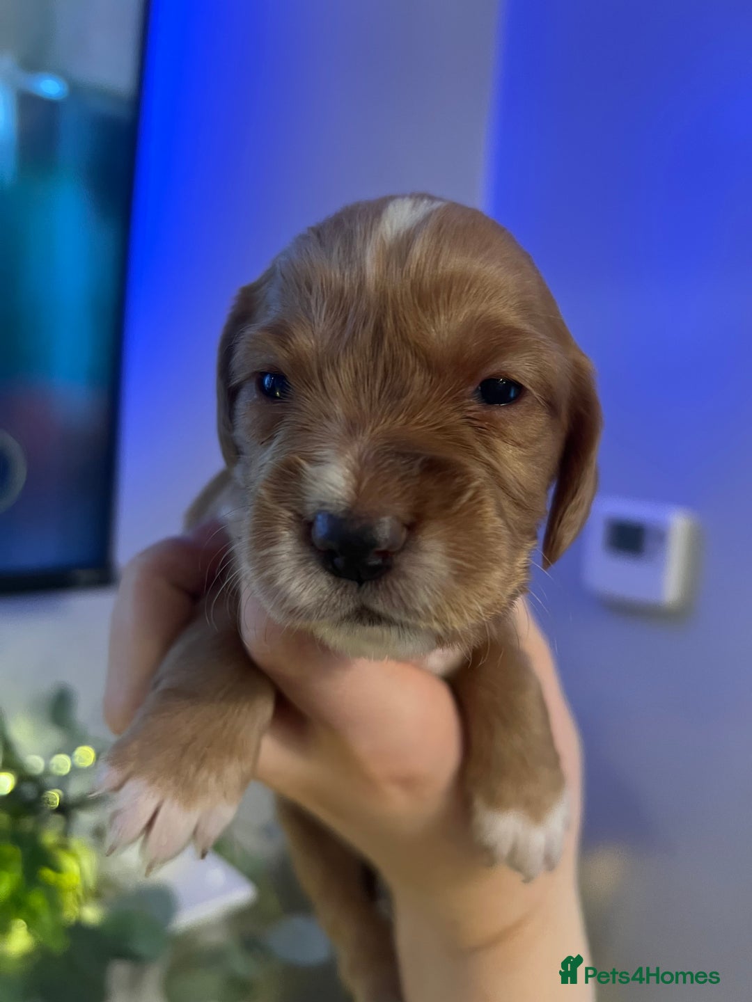 Cocker Spaniel dogs for sale: Cocker spaniel puppies  - Advert 19