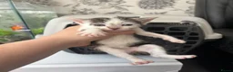 Mixed Breed cats for sale: 7 beautiful sweet friendly kittens  - Advert 14