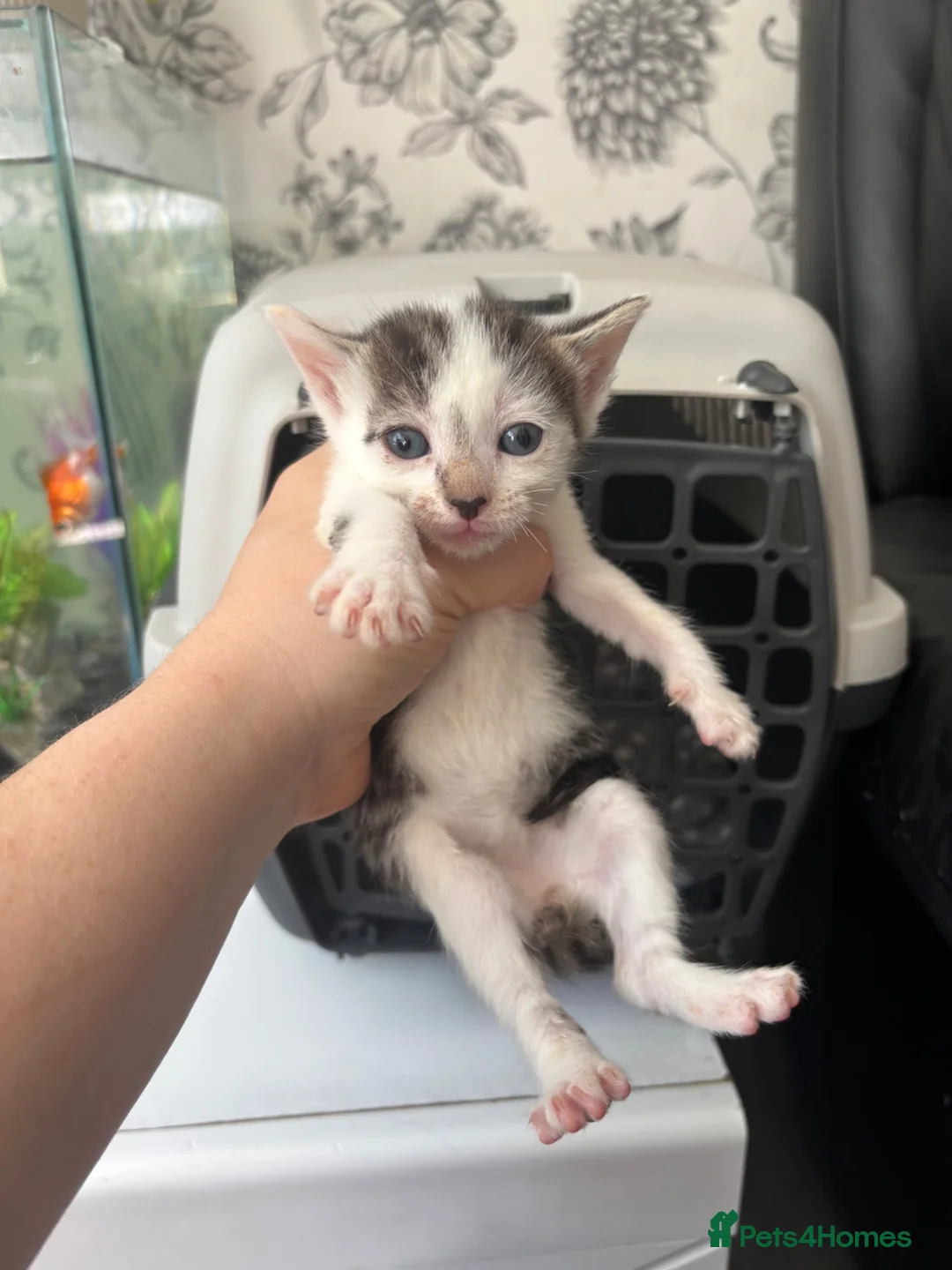 Mixed Breed cats for sale: 7 beautiful sweet friendly kittens  - Advert 14
