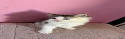 Mixed Breed cats for sale: Beautiful 9 week old kittens  - Advert 3