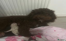 Cockapoo dogs for sale: Toy cockapoo - Advert 4