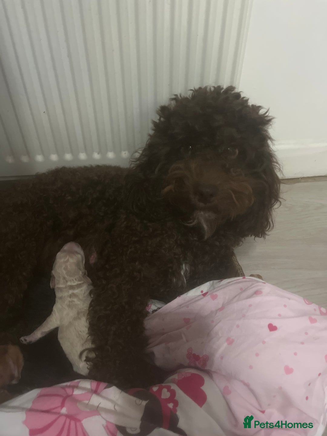 Cockapoo dogs for sale: Toy cockapoo - Advert 4