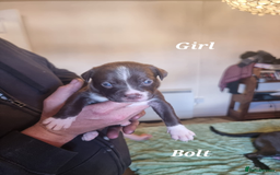Mixed Breed dogs for sale: Stacksides litter - Image 10