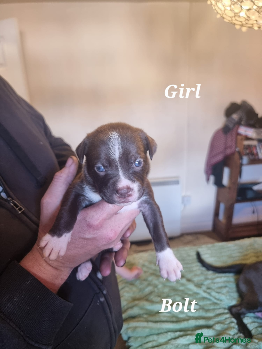 Mixed Breed dogs for sale: Stacksides litter - Image 10