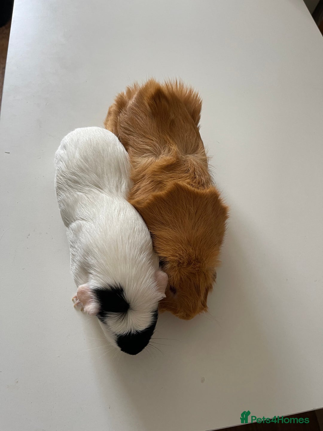 Guinea Pig rodents for sale: Lovely guinea pigs  - Image 3