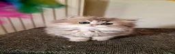 British Shorthair cats for sale: 🌟GCCF registred kittens 🌟 - Advert 12