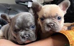 French Bulldog dogs for sale: Well bred French Bulldog Puppies  - Image 20