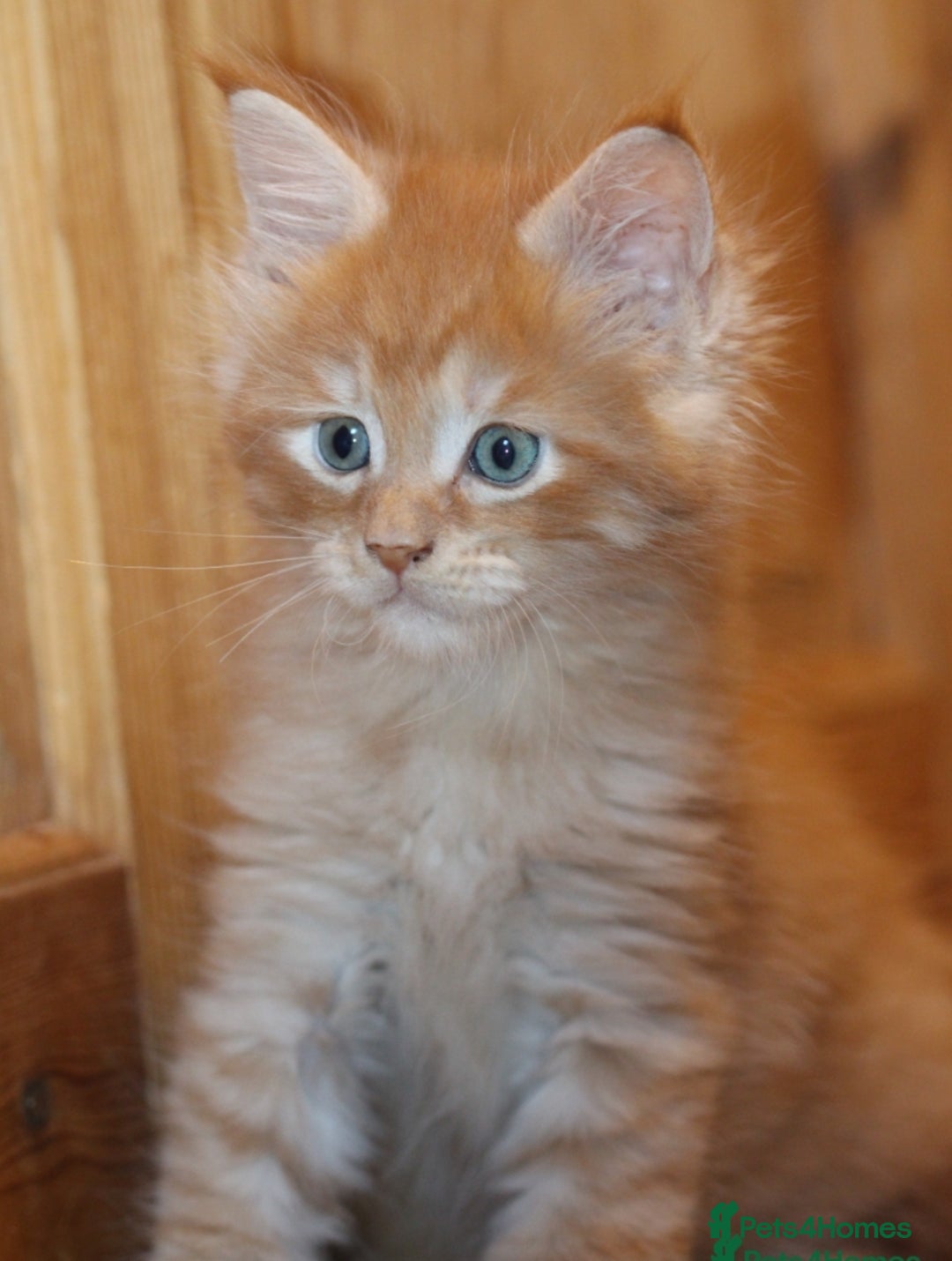 Maine Coon cats for sale:  GCCF registered Maine Coon kittens - Advert 3