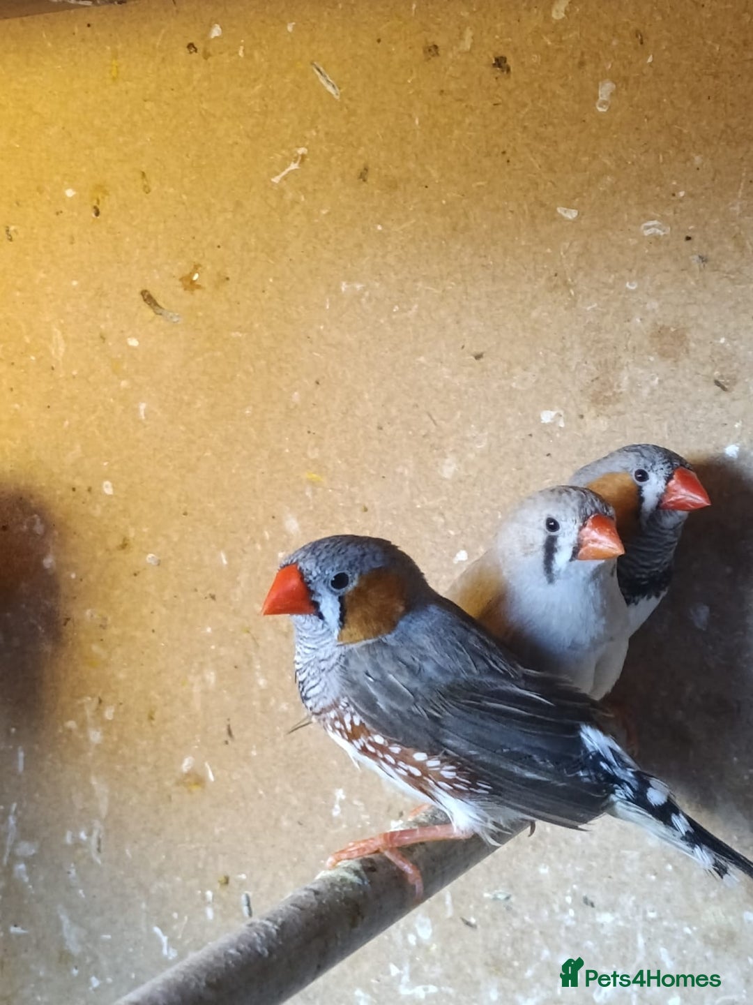 Finches birds for sale: Zebra finches - Advert 3