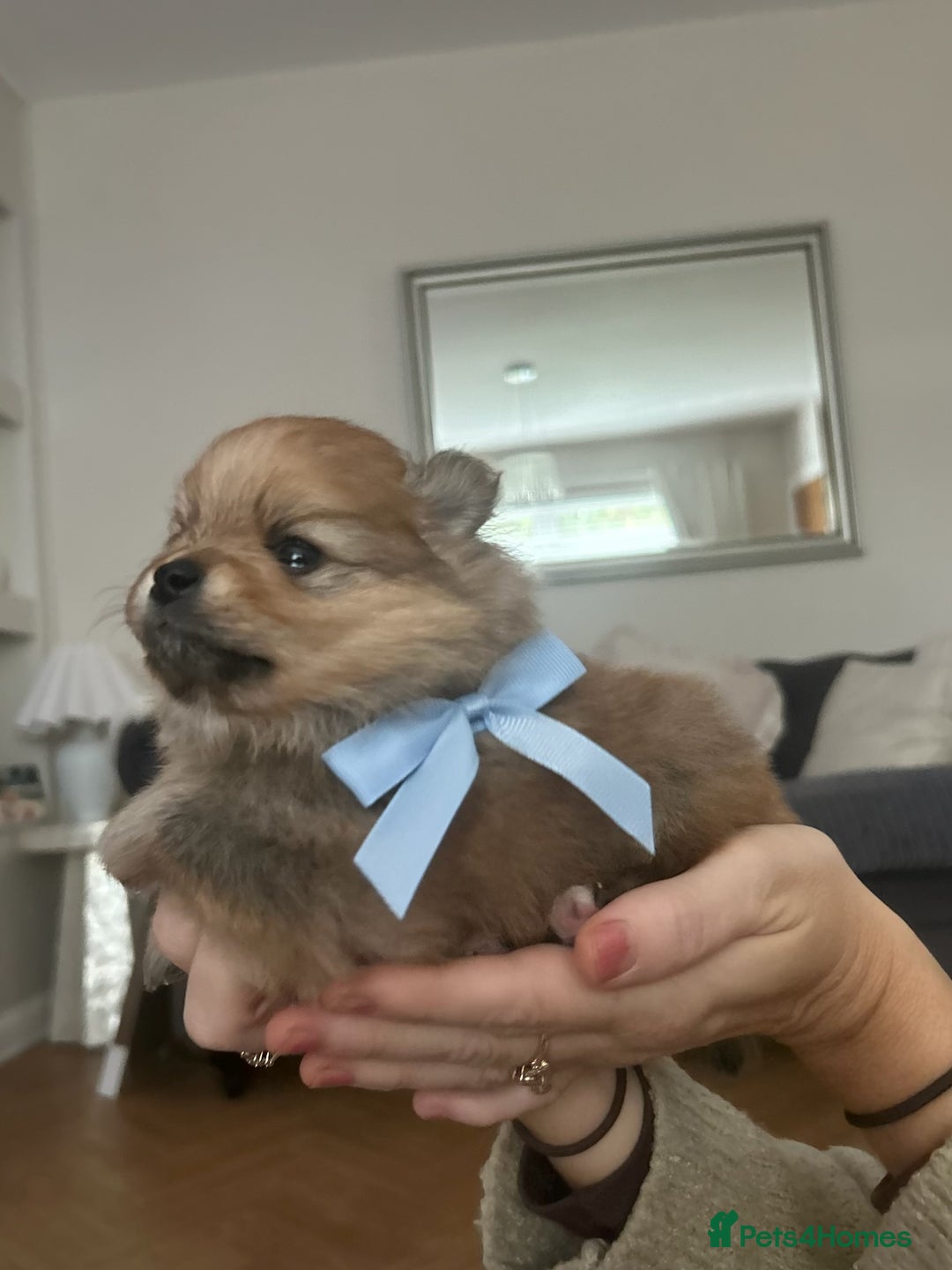 Pomeranian dogs for sale: Beautiful ** Pomeranian puppies  - Image 9