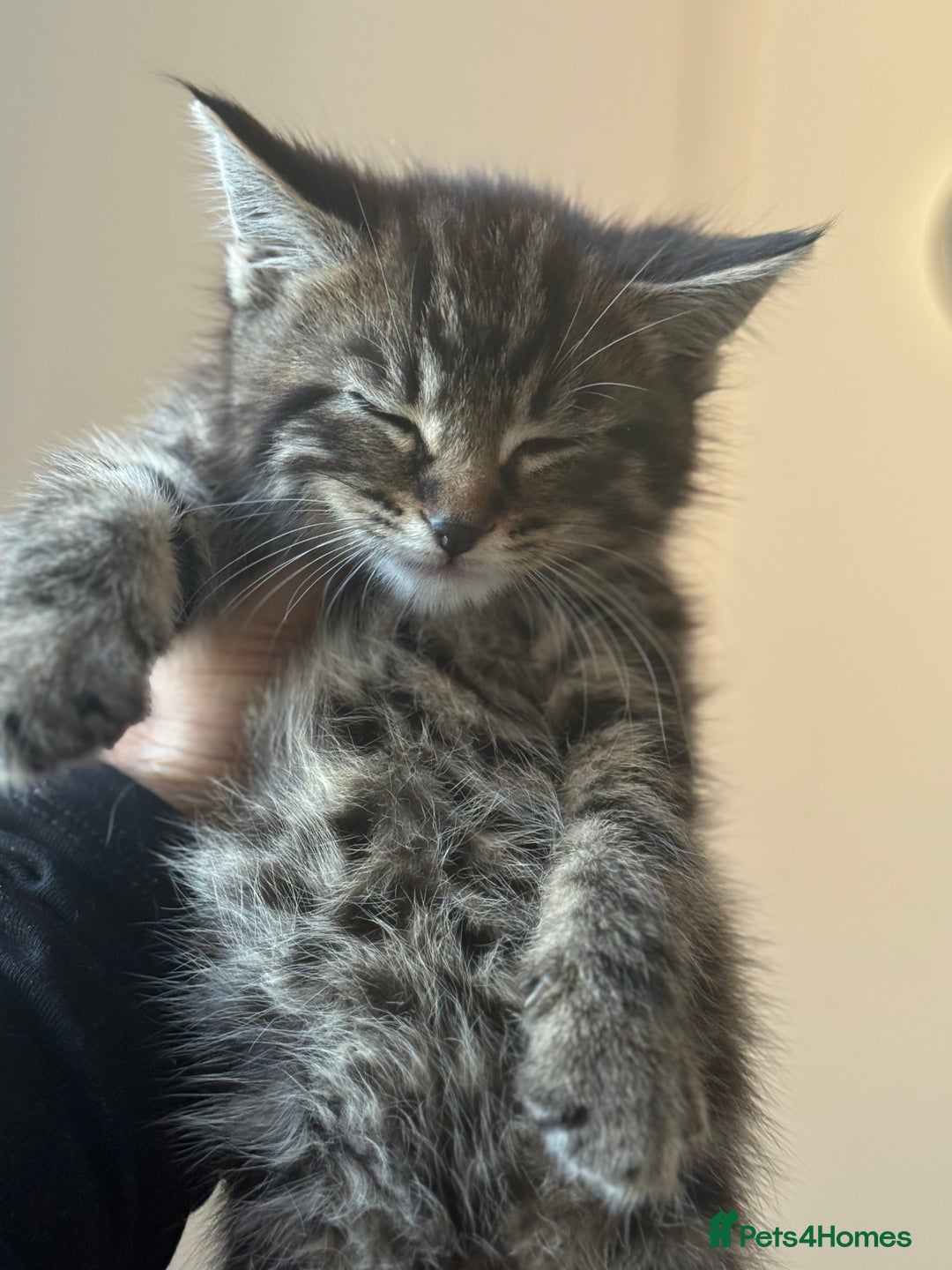Mixed Breed cats for sale: Beautiful male tabby 😍 - Advert 2