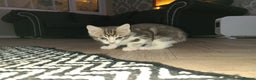Mixed Breed cats for sale: 3 beautiful kittens - Advert 1