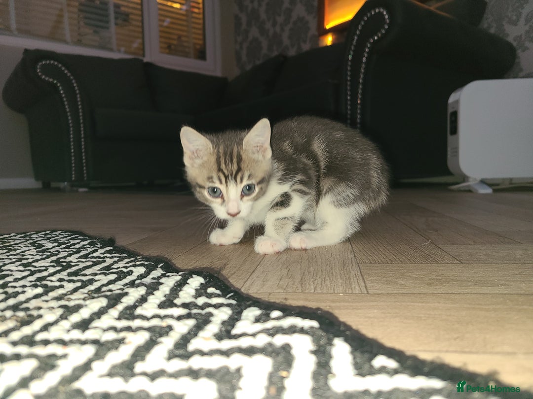 Mixed Breed cats for sale: 3 beautiful kittens - Advert 1