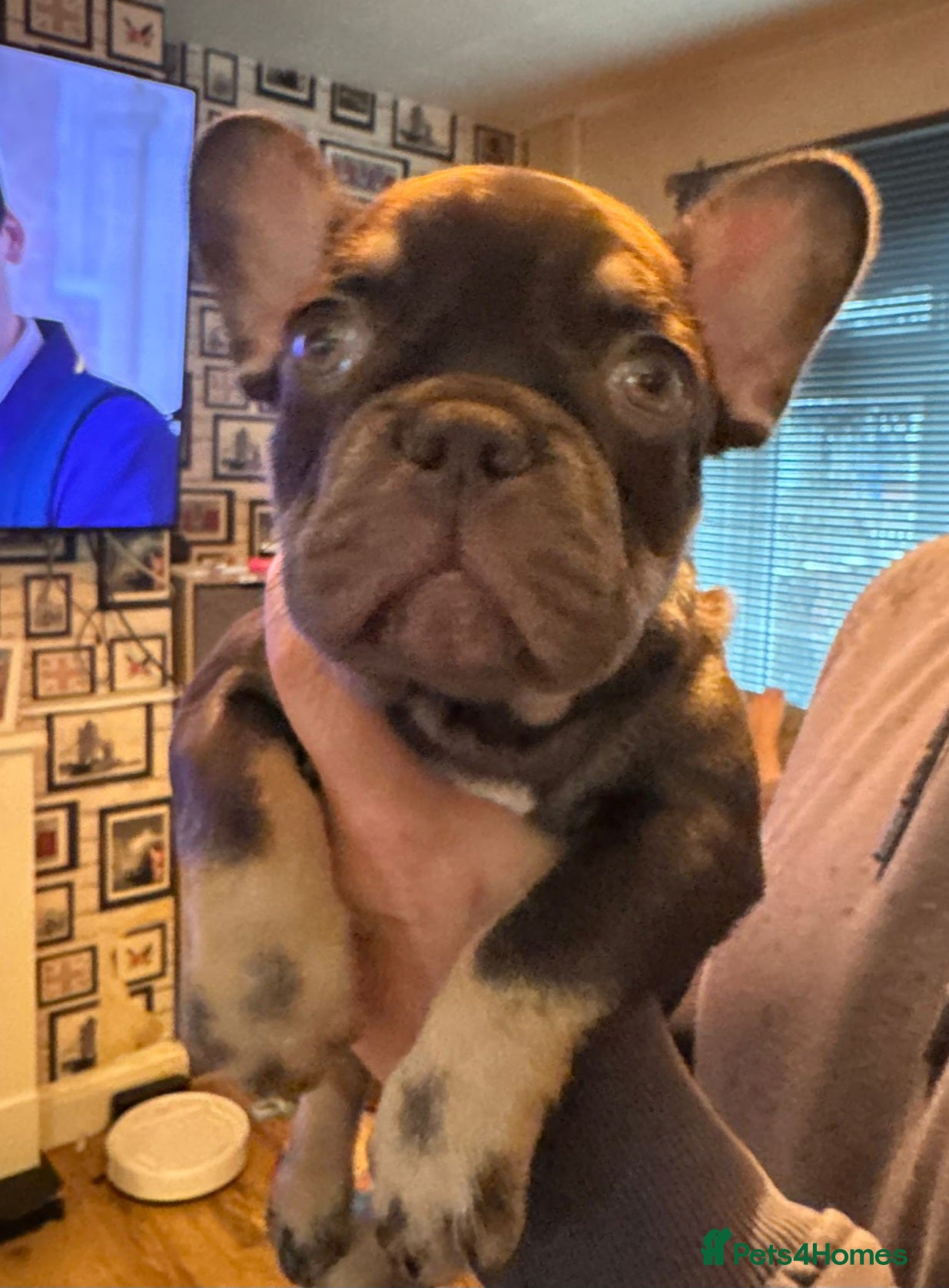 French Bulldog dogs READY NOW french bulldog puppies. fluffy carriers. - Advert 1