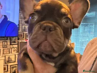 French Bulldog dogs READY NOW french bulldog puppies. fluffy carriers. - Advert 1