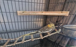 Cockatiels birds for sale: 1 male 1 female cockatiel  - Image 3