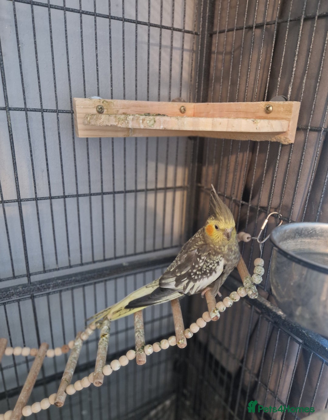 Cockatiels birds for sale: 1 male 1 female cockatiel  - Image 3