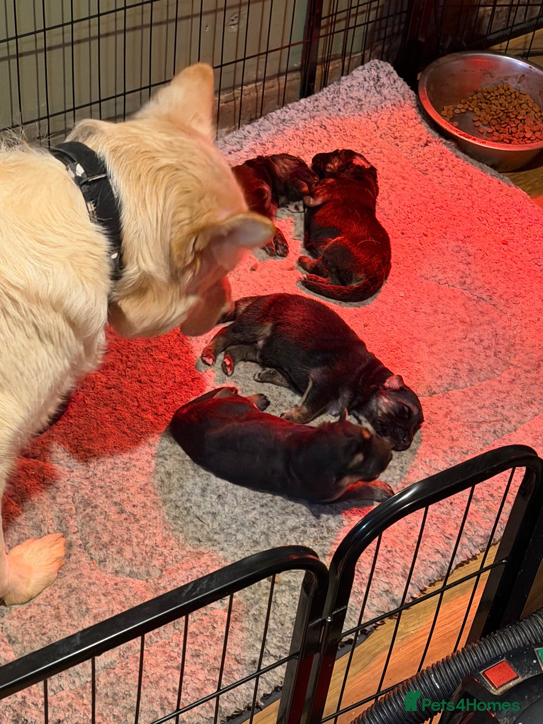 German Shepherd dogs for sale: Long Haired Health Tested German Shepherd Pups  - Advert 6