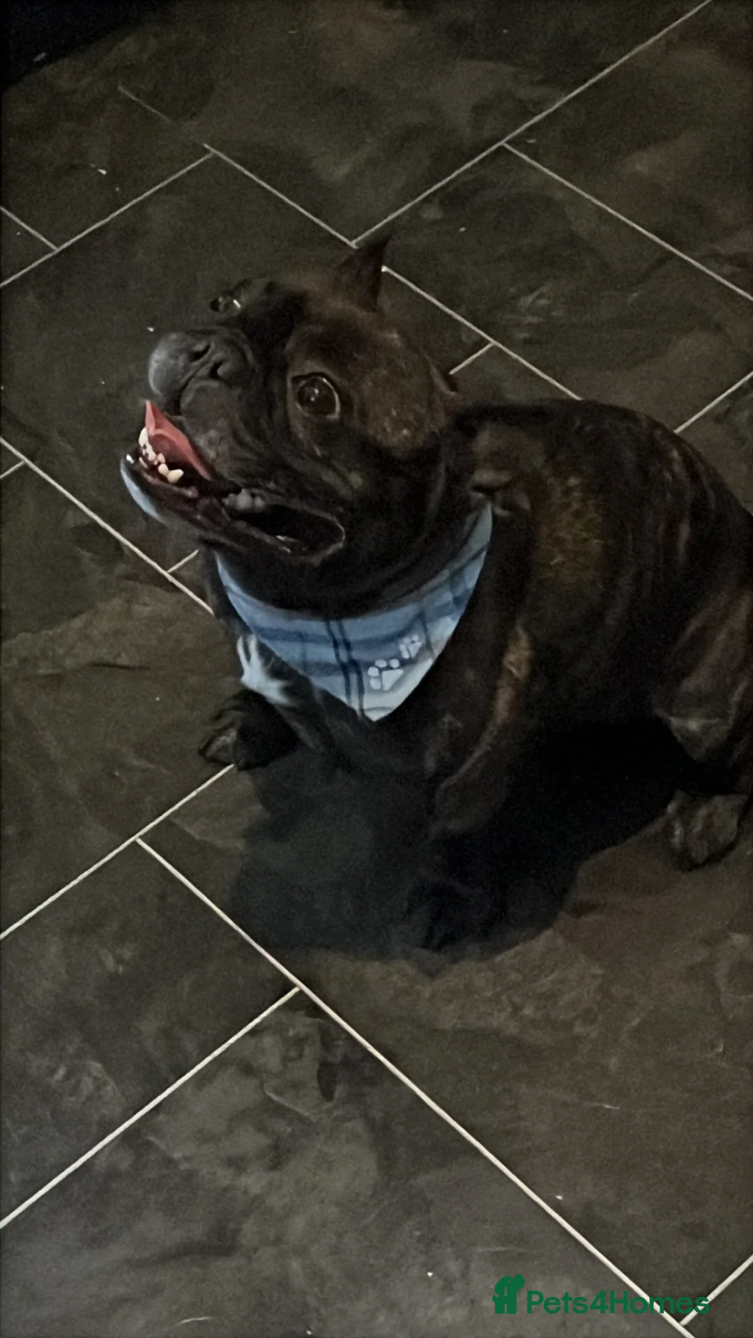 French Bulldog dogs for sale:  **  only  in Blackpool - Advert 2