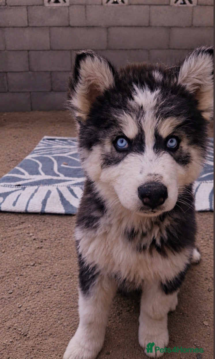 Pomsky dogs 💛 S T U N N I N G  POMSKY PUPPIES READY NOW ❤️ - Advert 13